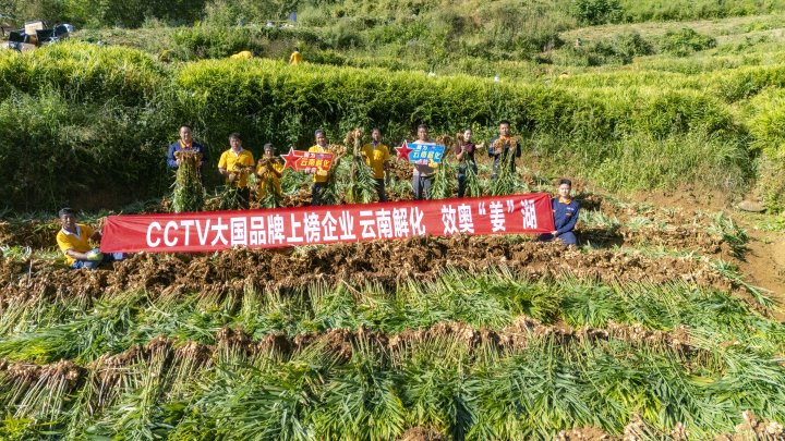 墨江象鼻村生姜大丰收！从种植、施肥到采摘，，，，，，云南解化全程“呵护”